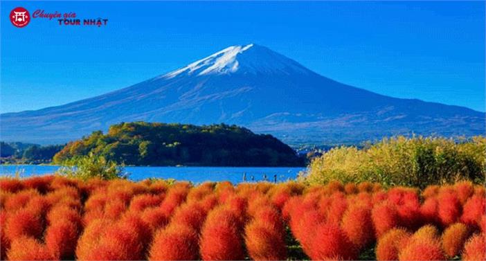 Tour Nhật Bản 2025: Hành trình Vàng Mùa Thu